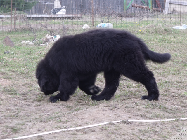 Фото: ньюфаундленд Jelannaya Moya (Желанная Моя)