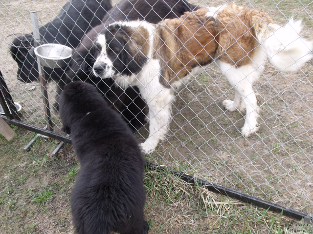 Фото: ньюфаундленд Jelannaya Moya (Желанная Моя), ньюфаундленд Toptyijka Siyanie ot Aysberga (Топтыжка Сияние от Айсберга), ньюфаундленд Grand Byebi Ariadna (Гранд Бэби Ариадна), Ева