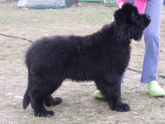 Фото: ньюфаундленд Jelannaya Moya (Желанная Моя)