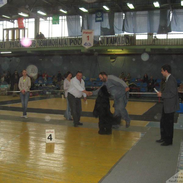 Фото: ньюфаундленд Dodger ot Sibirskogo Medvedja (Доджер от Сибирского Медведя), Kiril Ermakov (Кирил Ермаков)