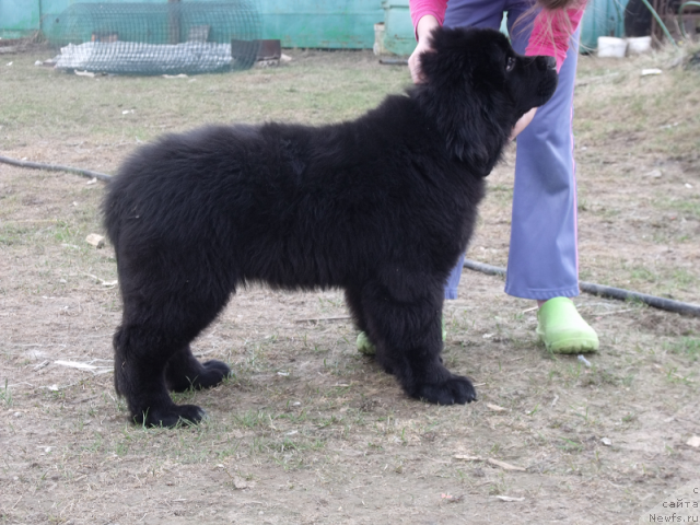 Фото: ньюфаундленд Jelannaya Moya (Желанная Моя)