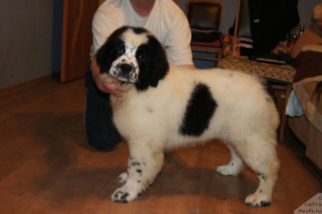 Фото: Сент Джонс Царевна Лебедь