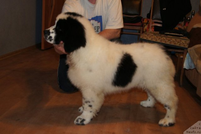 Фото: Сент Джонс Царевна Лебедь