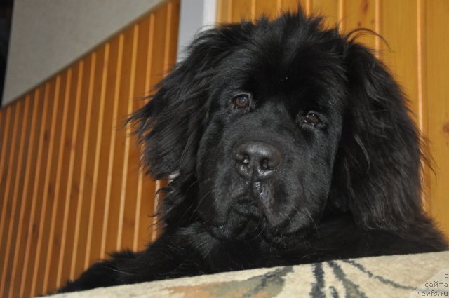 Фото: ньюфаундленд Starbimovlav Guliver (Старбимовлав Гуливер)