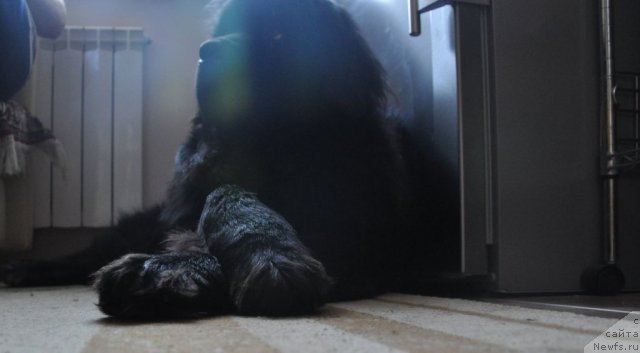 Фото: ньюфаундленд Starbimovlav Guliver (Старбимовлав Гуливер)