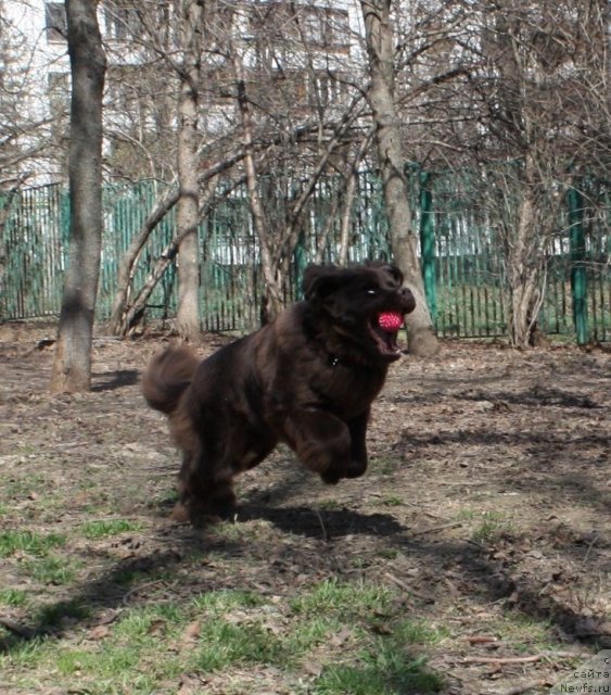 Фото: ньюфаундленд Chernyi Sharm Angel'skaya Krasota (Черный Шарм Ангельская Красота)