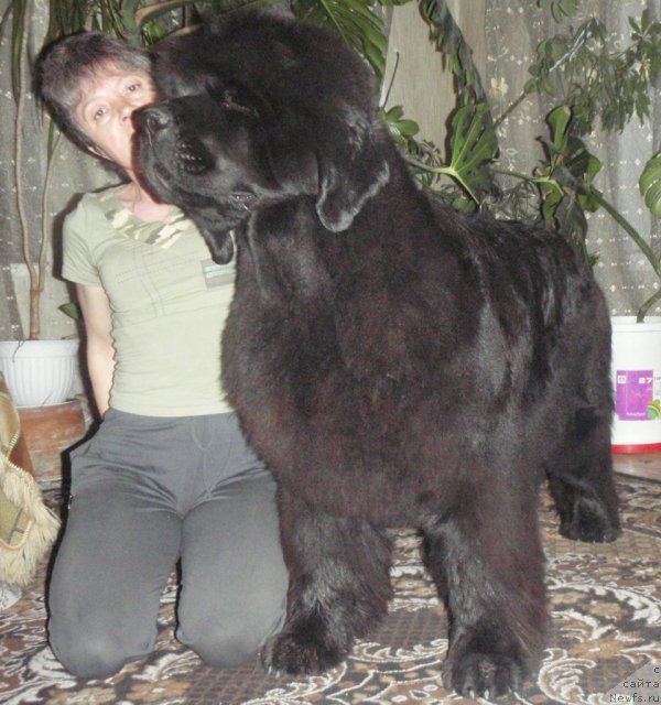 Фото: ньюфаундленд Super Premium Gold Kis (Супер Премиум Голд Кисс), Elena Kropotova (Елена Кропотова)