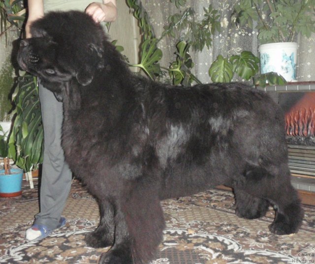 Фото: ньюфаундленд Super Premium Gold Kis (Супер Премиум Голд Кисс)