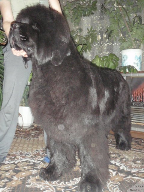 Фото: ньюфаундленд Super Premium Gold Kis (Супер Премиум Голд Кисс)