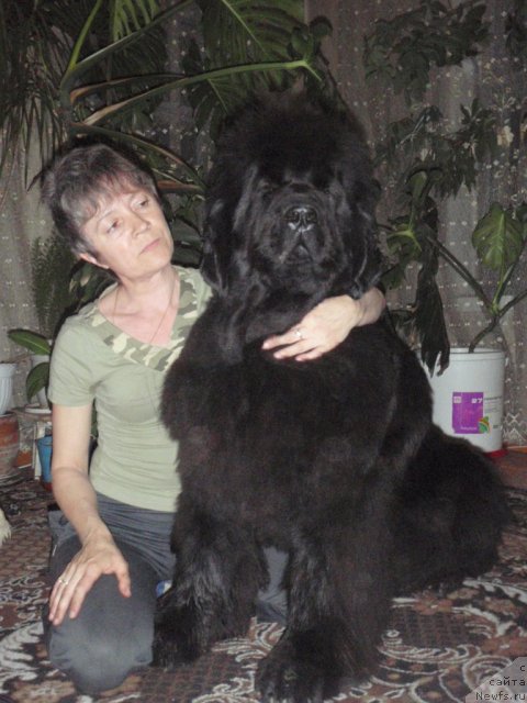 Фото: ньюфаундленд Super Premium Gold Kis (Супер Премиум Голд Кисс)