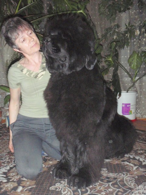 Фото: ньюфаундленд Super Premium Gold Kis (Супер Премиум Голд Кисс)