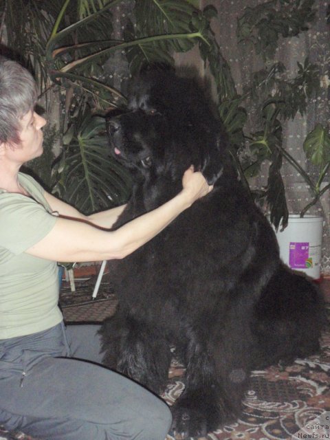 Фото: ньюфаундленд Super Premium Gold Kis (Супер Премиум Голд Кисс)