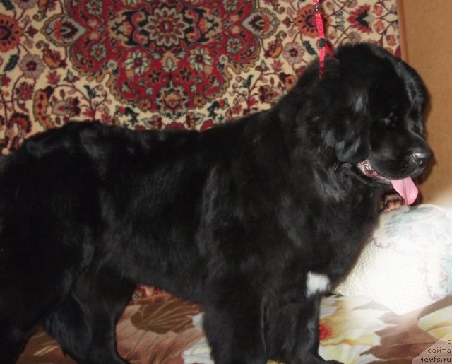 Фото: ньюфаундленд Super Premium Eliseyskaya Polyana (Супер Премиум Елисейская Поляна)