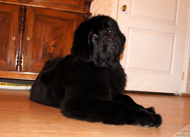 Фото: ньюфаундленд Smigar Galaxsy Shall Win (Смигар Галакси Шелл Вин)