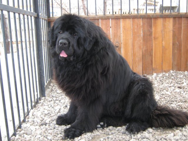 Фото: ньюфаундленд Aquatoria Kelvin Izumrudny Dozhd (Акватория Келвин Изумрудный Дождь)