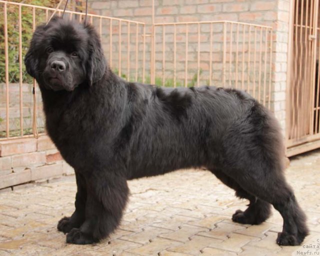 Фото: ньюфаундленд Sila s Berega Dona (Сила с Берега Дона)