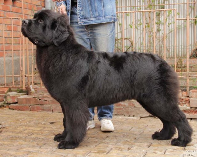 Фото: ньюфаундленд Sila s Berega Dona (Сила с Берега Дона)