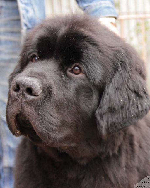 Фото: ньюфаундленд Sila s Berega Dona (Сила с Берега Дона)