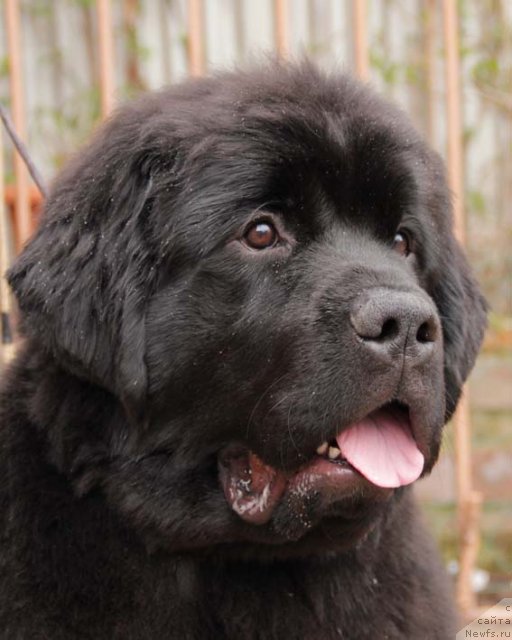 Фото: ньюфаундленд Sila s Berega Dona (Сила с Берега Дона)