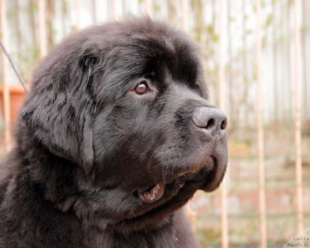 Фото: ньюфаундленд Sila s Berega Dona (Сила с Берега Дона)