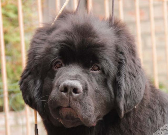 Фото: ньюфаундленд Sila s Berega Dona (Сила с Берега Дона)