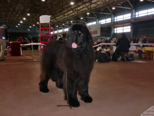 Фото: ньюфаундленд Ih Vyisochestvo Giacinta Briz (Их Высочество Гиацинта Бриз)