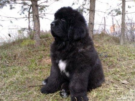 Фото: ньюфаундленд Olivriko Armani Ross (Оливрико Армани Росс)