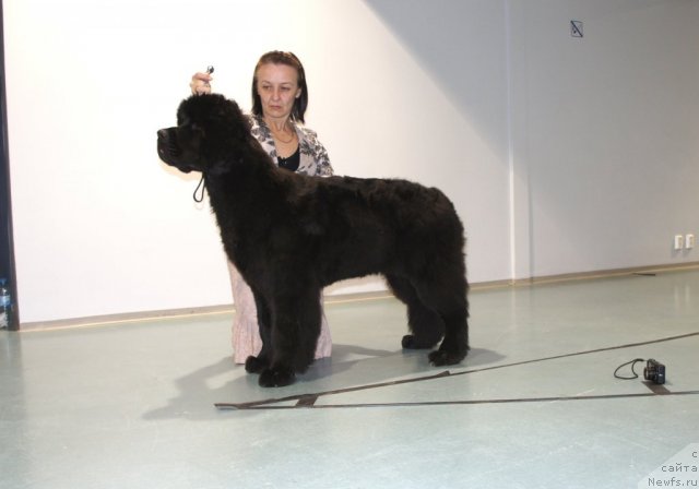 Фото: ньюфаундленд Smigar Galaxsy Shall Win (Смигар Галакси Шелл Вин)