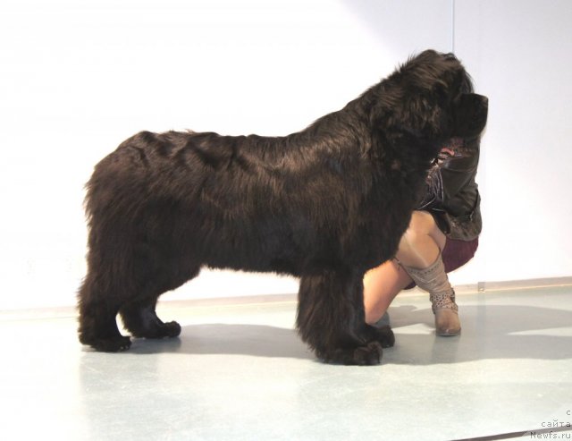 Фото: ньюфаундленд Smigar Nansen Neustrashimy (Смигар Нансен Неустрашимый)