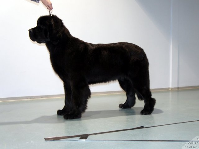 Фото: ньюфаундленд Beguschaya po Volnam Harizma (Бегущая по Волнам Харизма)