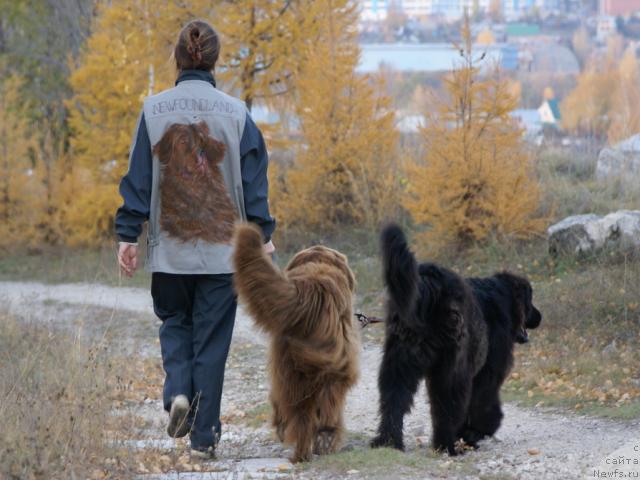Фото: ньюфаундленд Lesnaya Skazka Izol'da (Лесная Сказка Изольда), ньюфаундленд Ygan s Toyanova Gorodka (Юган с Тоянова Городка), Nadejda Momot (Надежда Момот)