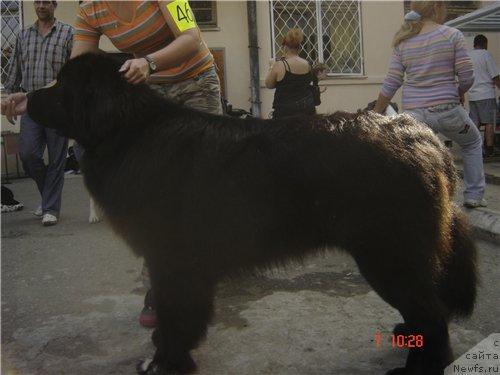 Фото: ньюфаундленд Jemchug Grand iz Unikal'noy Kollekcii (Жемчуг Гранд из Уникальной Коллекции)