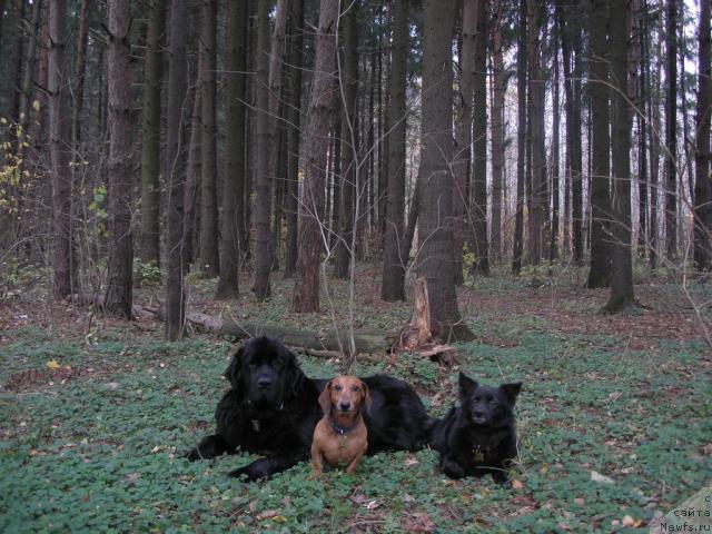 Фото: ньюфаундленд Sangriya (Сангрия)