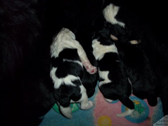 Фотография № 64832