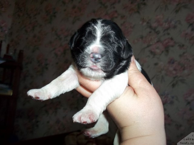 Фотография № 64833