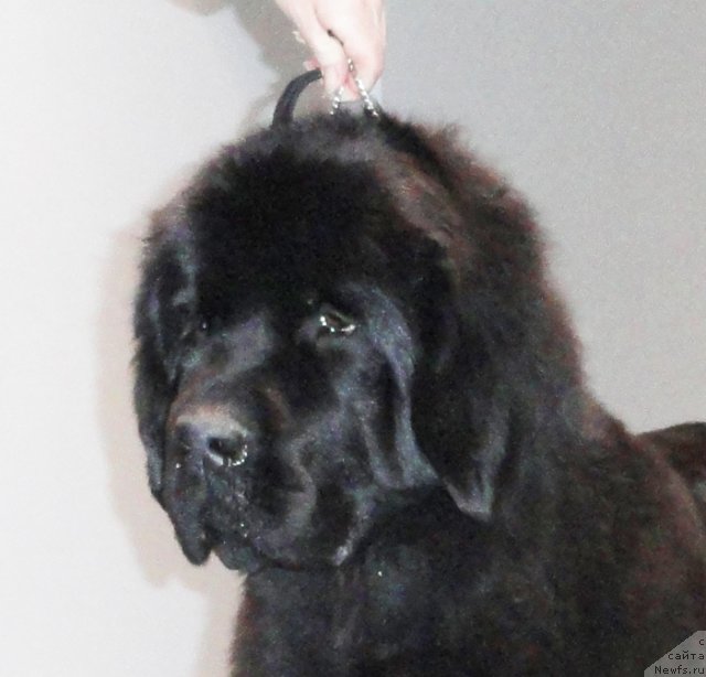 Фотография № 64835