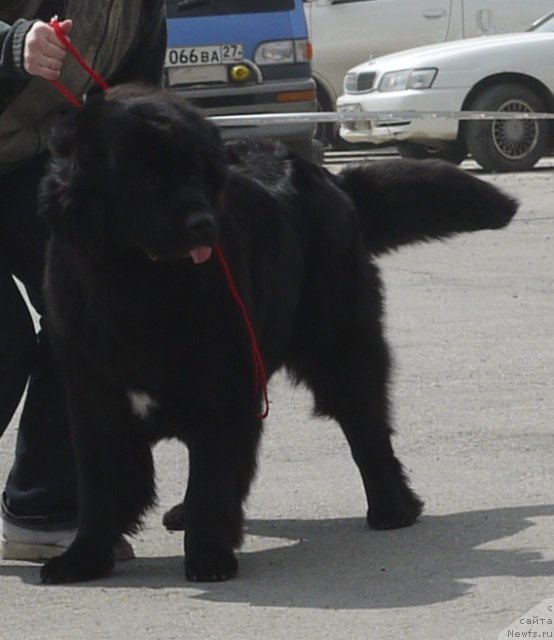 Фото: ньюфаундленд Super Premium Eliseyskaya Polyana (Супер Премиум Елисейская Поляна)