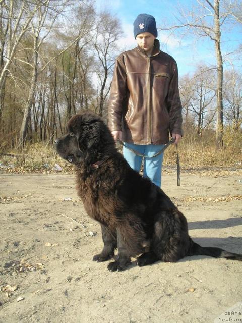 Фото: ньюфаундленд Otvajnyiy Ryicar' ot Sibirskogo Medvedya (Отважный Рыцарь от Сибирского Медведя)