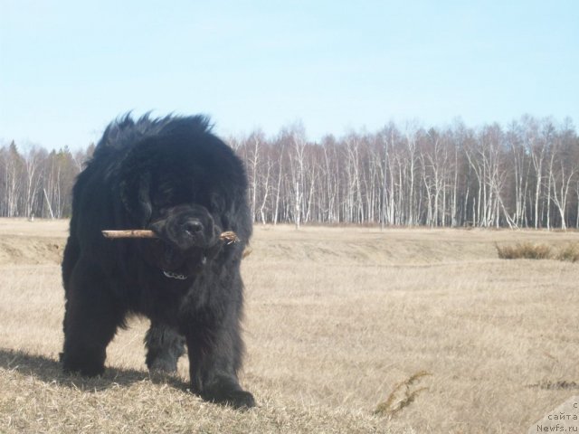 Фото: ньюфаундленд Karat iz Medvejyego Yara (Карат из Медвежьего Яра)