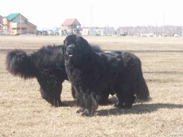 Фото: ньюфаундленд Yarada iz Sibirskoy Glubinki (Ярада из Сибирской Глубинки)