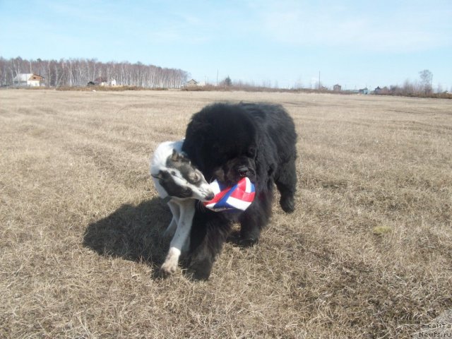 Фото: ньюфаундленд Karat iz Medvejyego Yara (Карат из Медвежьего Яра)