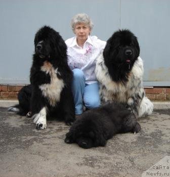 Фото: ньюфаундленд Plyushevaya Panda Oliviya (Плюшевая Панда Оливия), ньюфаундленд Plushevaya Panda Diland (Плюшевая Панда Диланд), ньюфаундленд Olivriko Armani Ross (Оливрико Армани Росс)