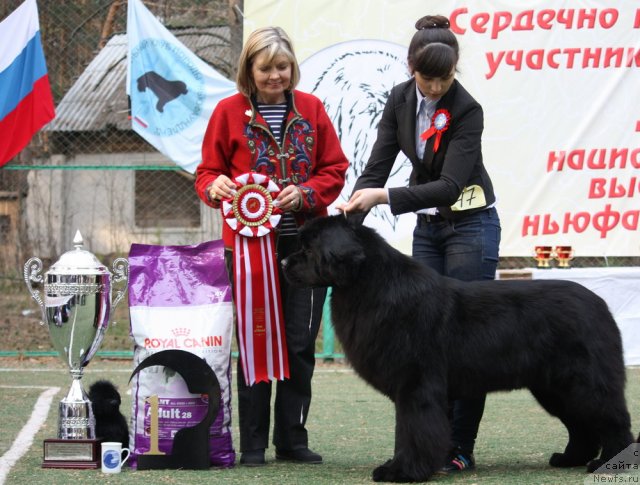 Фото: ньюфаундленд Aquatoriya Kelvin Impressa (Акватория Келвин Импресса)