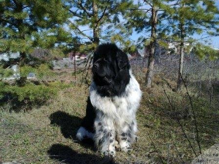 Фото: ньюфаундленд Plushevaya Panda Diland (Плюшевая Панда Диланд)