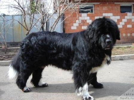 Фото: ньюфаундленд Plyushevaya Panda Oliviya (Плюшевая Панда Оливия)