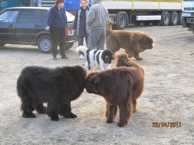 Фото: ньюфаундленд Super Bizon Ekaterinburg (Супер Бизон Екатеринбург), ньюфаундленд Ih Vyisochestvo Vladlena Madjiks (Их Высочество Владлена Маджикс), ньюфаундленд Komandor iz Medvej'ego YAra (Командор из Медвежьего Яра), ньюфаундленд Koketka ot CHannel iz Medvej'ego YAra (Кокетка от Чаннел из Медвежьего Яра), Aleksey Nistratov (Алексей Нистратов), Ekaterina Plotnikova (Екатерина Плотникова), Natal'ya Gostyuhina (Наталья Гостюхина)