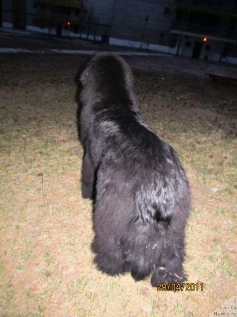 Фото: ньюфаундленд Ih Vyisochestvo Vladlena Madjiks (Их Высочество Владлена Маджикс)