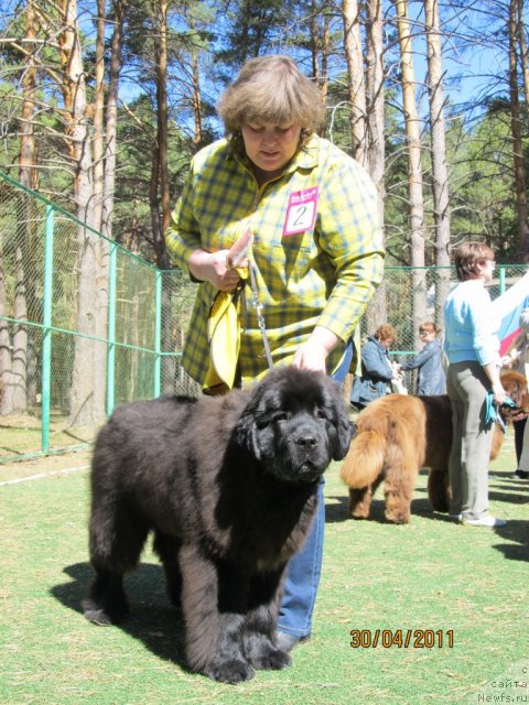 Фото: ньюфаундленд Aquatoriya Kelvin Olympus (Акватория Келвин Олимпус), Irina Gabova (Ирина Габова)