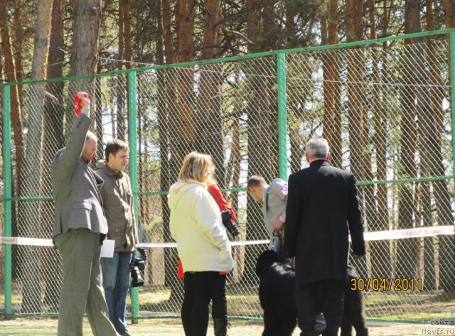 Фото: ньюфаундленд Ih Visochestvo Vilana Blum (Их Высочество Вилана Блум), Svetlana Stupnikova (Светлана Ступникова)