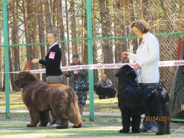 Фото: ньюфаундленд Komandor iz Medvej'ego YAra (Командор из Медвежьего Яра), Ekaterina Plotnikova (Екатерина Плотникова)